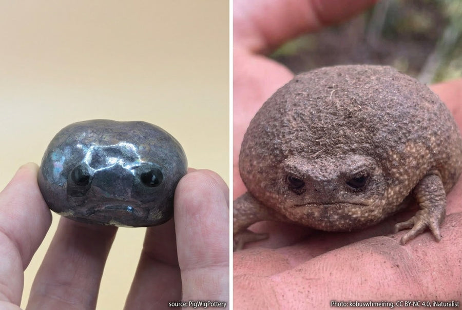 Alan (the African Rain Frog)